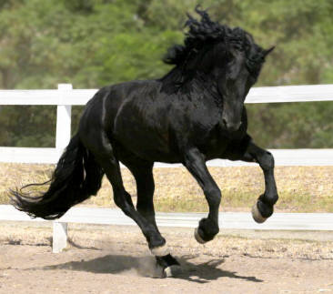 Friesian Stallion - Abacus Uno